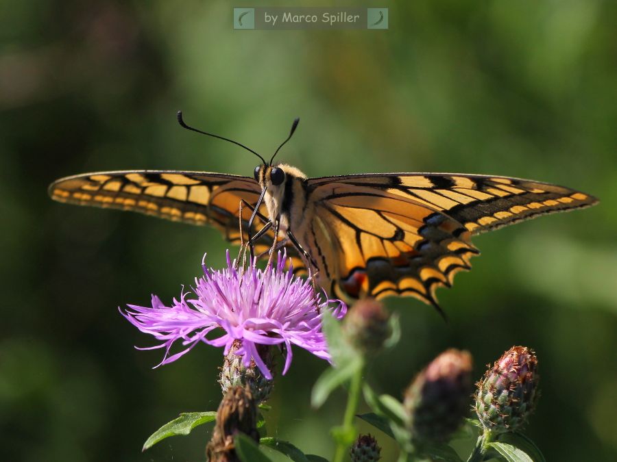 Papilio machaon